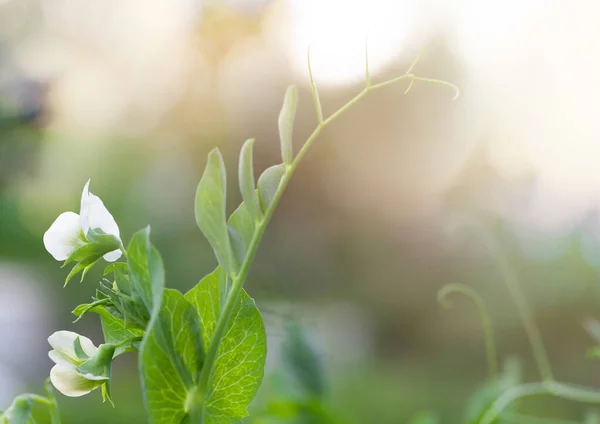 Zelený Hrášek Květiny Zahradě Slunném Pozadí Bokeh — Stock fotografie