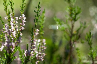 Çiçekler açan güneş ışığı, soyut yaz arkaplanı
