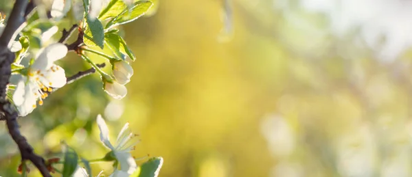 Frühlingsrand Oder Hintergrund Mit Weißer Blüte Schöne Naturszene Mit Blühendem — Stockfoto