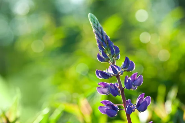 Sommer Lupine Blume Auf Grünem Gras Hintergrund — Stockfoto