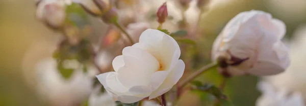 Досить Білі Весільні Квіти Крупним Планом Вигляд Фону — стокове фото