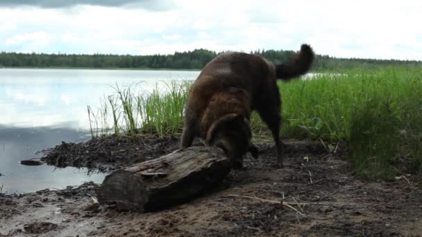 犬は木の近くの湖の棒を演奏し — ストック動画
