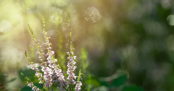 Bulanık Yeşil Çiçek Arkaplanı — Stok fotoğraf