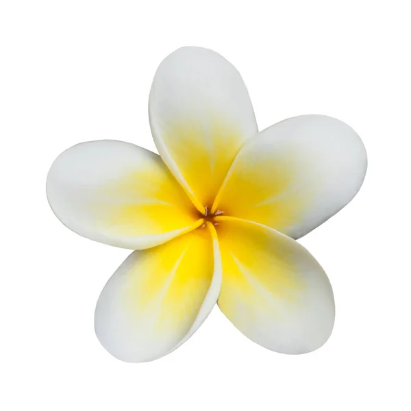 Flor Plumeria Frangipani Branco Isolado Fundo Branco — Fotografia de Stock