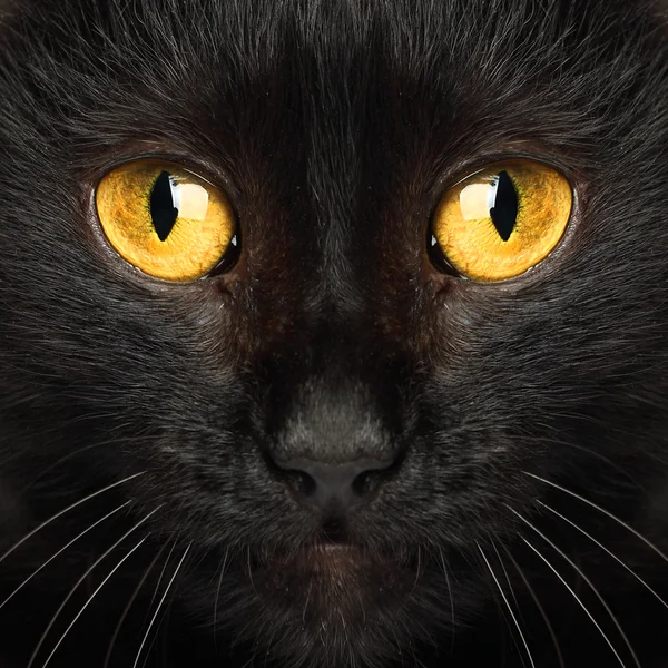 Preto gato olhos macro animal fundo — Fotografia de Stock