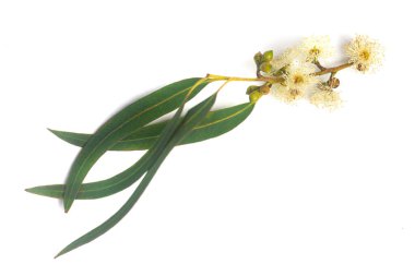 Bir dal okaliptüs. Beyaz arka planda meyveli jelibon, çiçek ve yeşil okalipto yaprakları