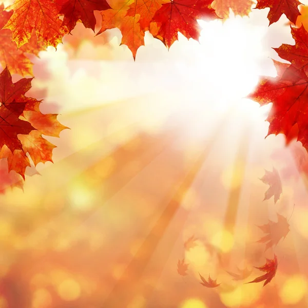 Podzim pozadí s Javorové listy a světle slunce. Abstraktní pádu — Stock fotografie