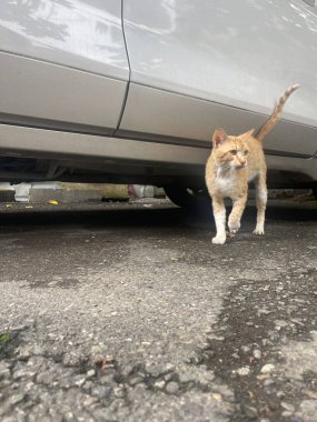 Bir kedi şehir caddesinde park edilmiş bir arabanın yanından geçer. Hayvan arabanın altındaki alanı keşfeder ve merakla çevreye bakar..