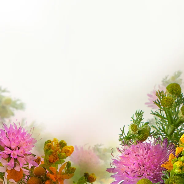 Floral Blossom Background. Wild Summer Flowers — Stock Photo, Image