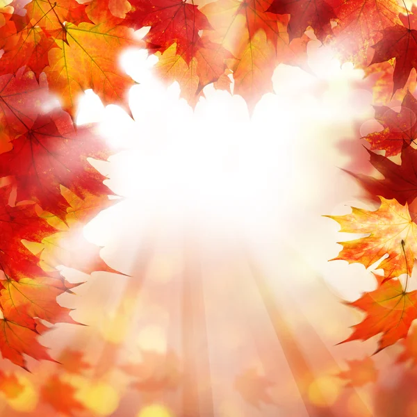 秋の紅葉を背景に落ちる — ストック写真