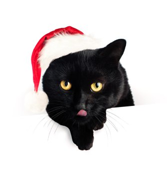Christmas Cat ve beyaz boş kağıt afiş arka plan. Siyah kedi