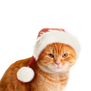 Sullen Cat in Santa Hat on White Background. Christmas Concept clipart