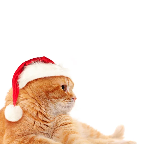 Gato rojo en Santa Sombrero. Concepto de Navidad — Foto de Stock