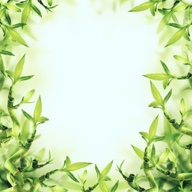 Yeşil Bambu arka plan. Spa ve sağlıklı