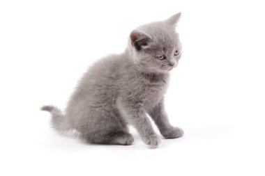 Oynak küçük kedi üzerinde beyaz izole