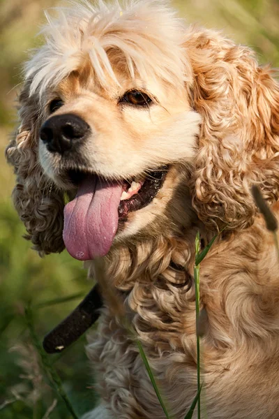 Gelukkige hond — Stockfoto