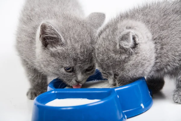 Маленькі кошенята їдять молоко з миски — стокове фото