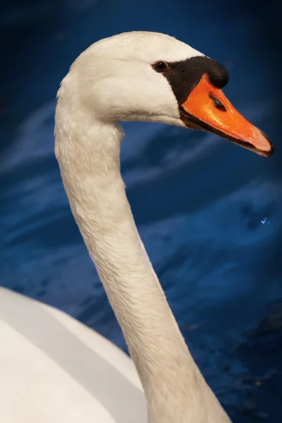 Gorgeous swan — Stock Photo, Image