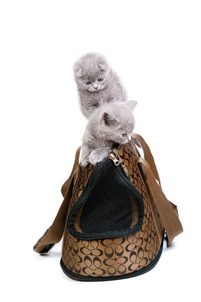 Evcil hayvan seyahat çanta üzerinde oynayan yavru kedi — Stok fotoğraf