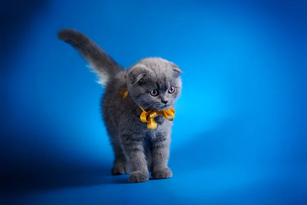 Kleines Kätzchen mit goldener Schleife — Stockfoto