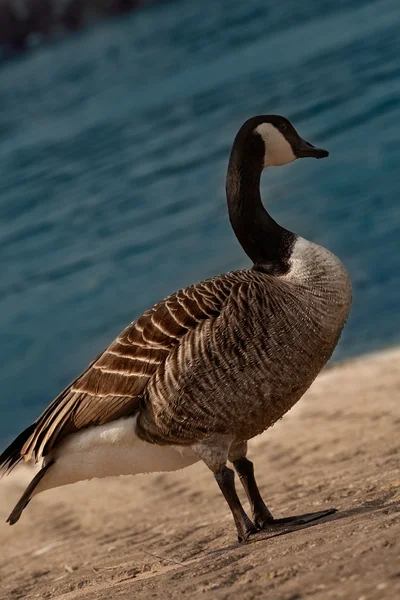 Wild goose — Stockfoto