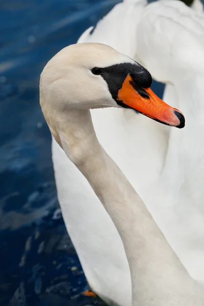 Nádherná labuť — Stock fotografie