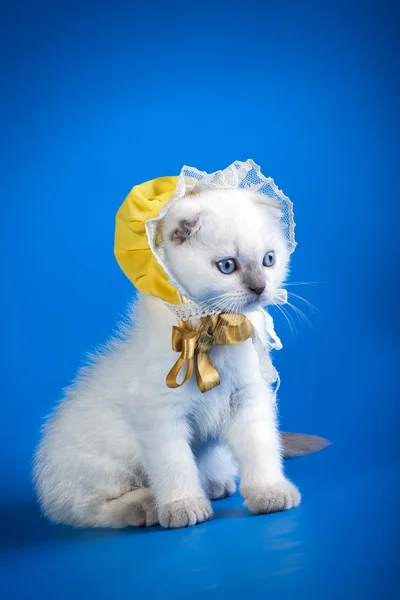 Lindo gato usando sombrero divertido — Foto de Stock