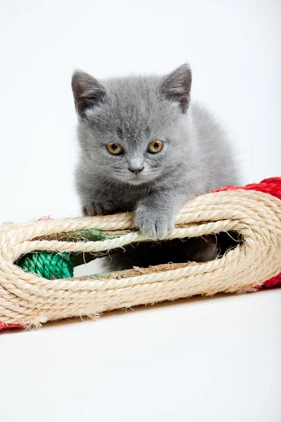 Speelse kleine kitten geïsoleerd op wit — Stockfoto