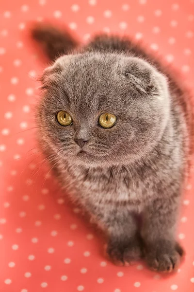 Speelse kleine kitten — Stockfoto