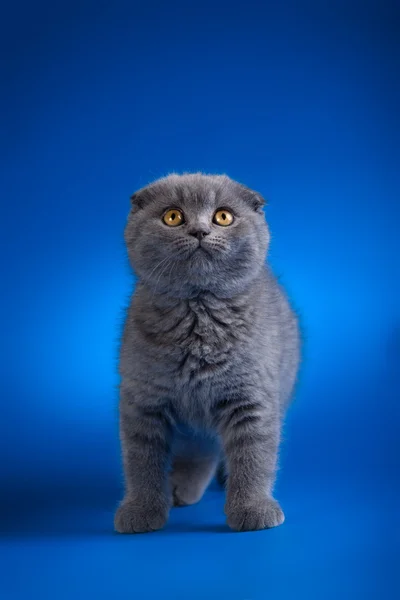 Gatinho pequeno isolado em azul — Fotografia de Stock