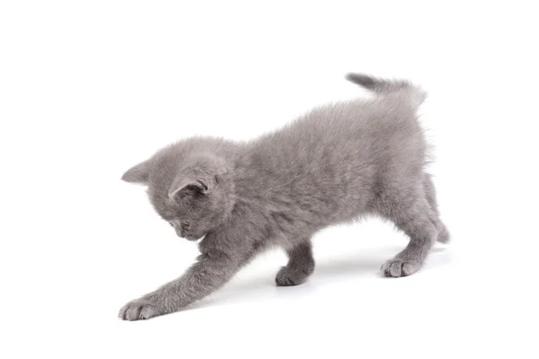 Petit chaton ludique isolé sur blanc — Photo