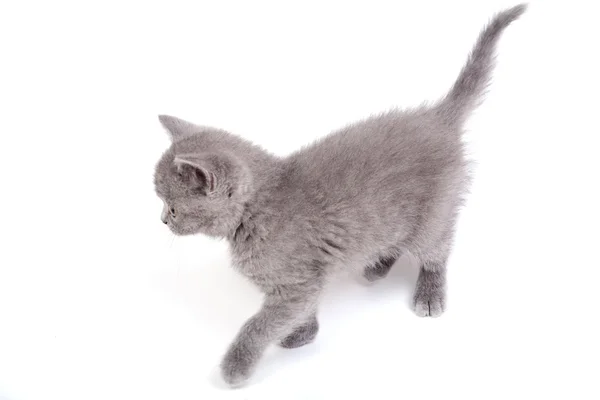 Pequeño gatito juguetón aislado en blanco — Foto de Stock