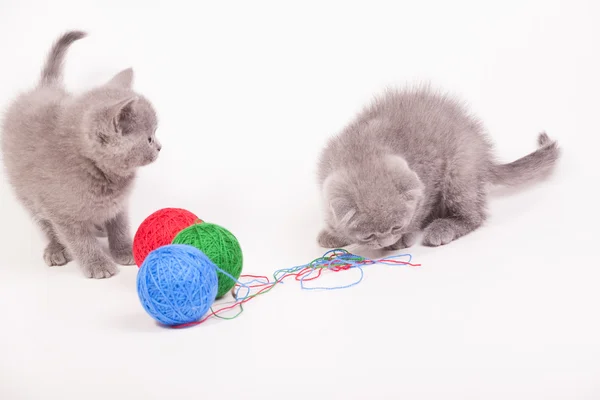 Små kattungar leker med ull clews — Stockfoto