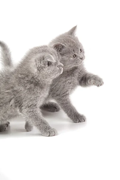 Два игривых котенка Лицензионные Стоковые Изображения