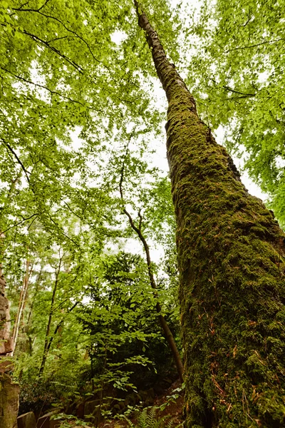 Nagy öreg fa Jogdíjmentes Stock Képek