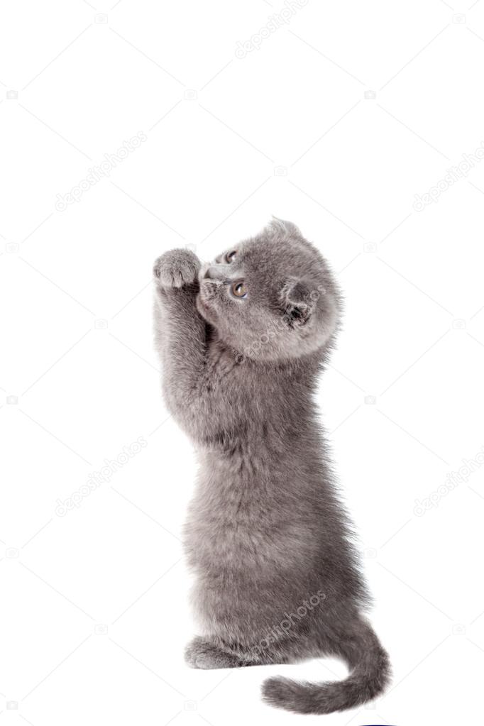 Cute grey kitten 