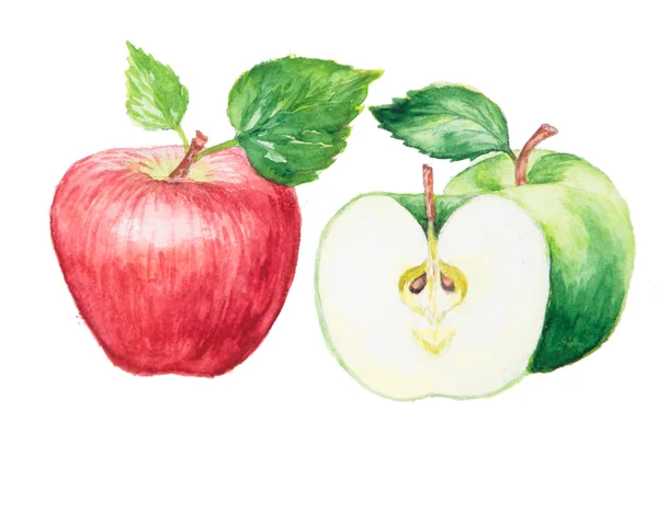 İzole elma suluboya