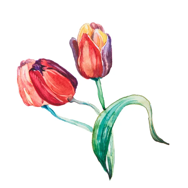 The spring flowers watercolor isolated — Stock Photo, Image