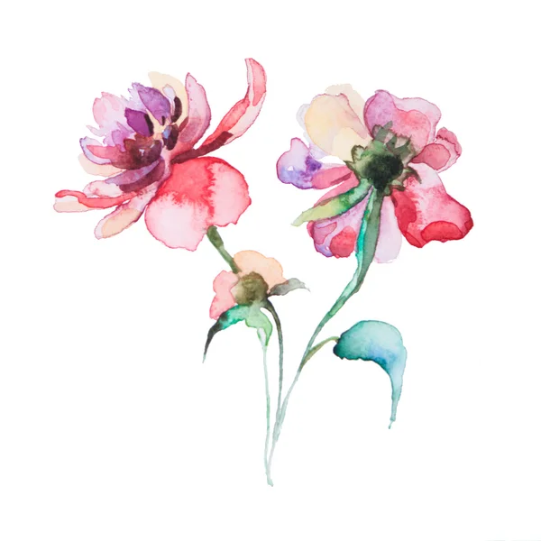 The spring flowers watercolor isolated — Stock Photo, Image