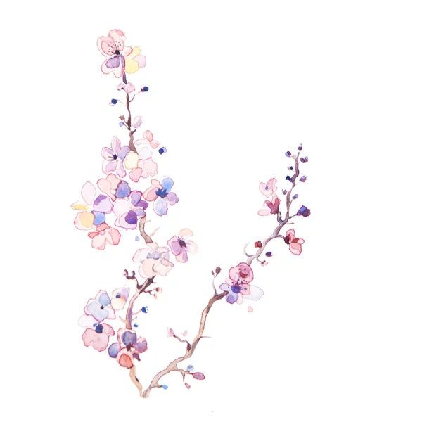 Akwarela kwiaty wiosny na białym tle — Zdjęcie stockowe
