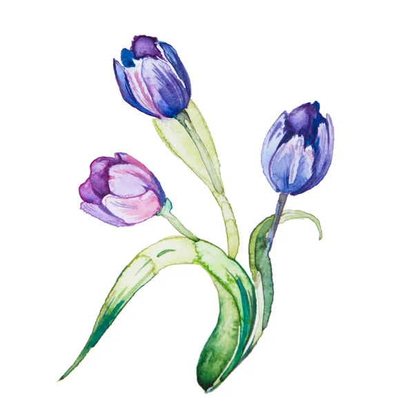 Les fleurs de printemps aquarelle isolé — Photo