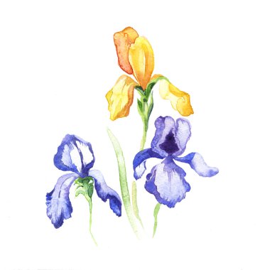 izole Iris çiçek suluboya