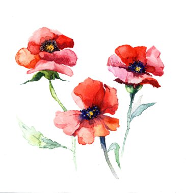 izole haşhaş suluboya