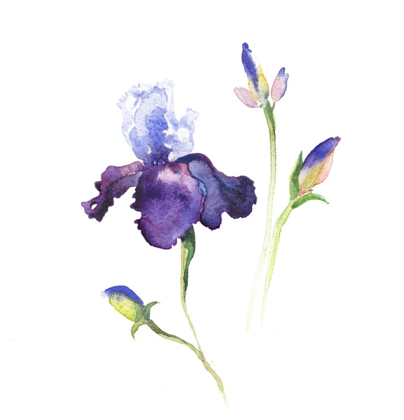 Die Iris blüht Aquarell isoliert — Stockfoto