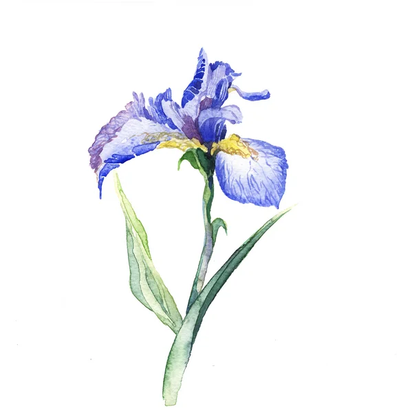 L'iris fleurs aquarelle isolé — Photo