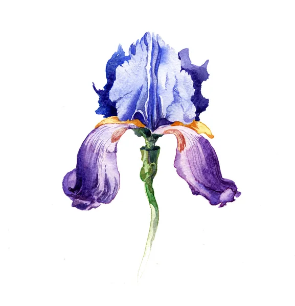 L'iris fleurs aquarelle isolé — Photo