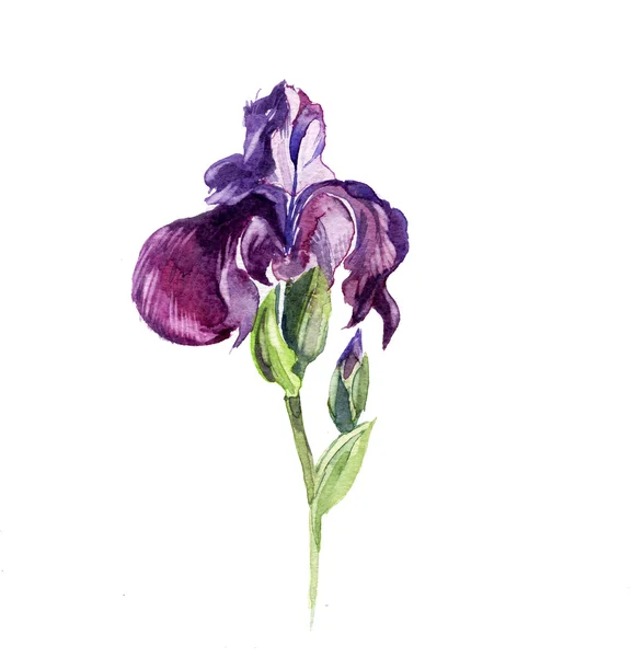 L'iris fleurs aquarelle isolé — Photo