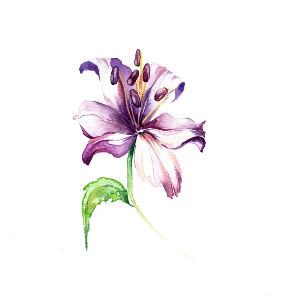 L'aquarelle de lys de fleur cru isolé — Photo