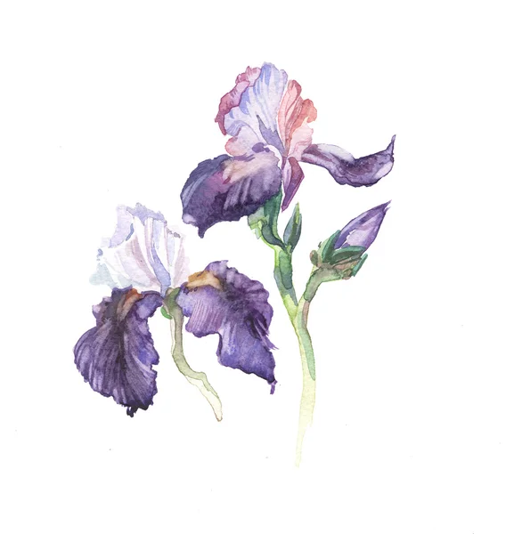 L'iris fleurs aquarelle isolé — Photo