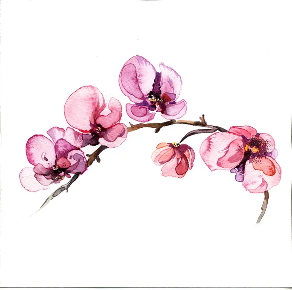 孤立的原始红花兰花水彩 — 图库照片